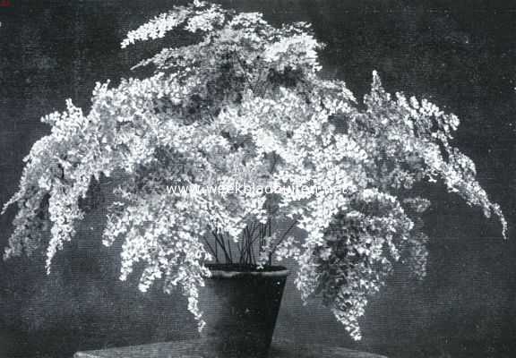 Onbekend, 1934, Onbekend, Varens voor serre en huiskamer. Adiantum Roem van Moordrecht