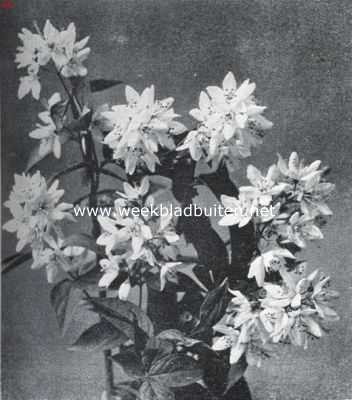 Onbekend, 1934, Onbekend, Deutzia Longifolia