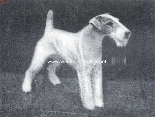 Onbekend, 1934, Onbekend, De draadharige fox-terrier. Habart's Choice (Eigenaar: de heer A.J.C. Daamen te Amsterdam)
