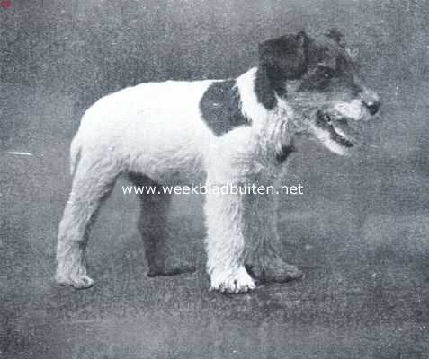 De draadharige fox-terrier. Zoo zag Tippo-Tip er uit, toen hij zes weken oud was