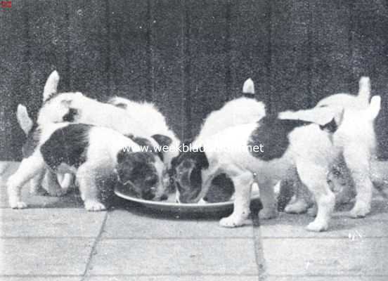 Onbekend, 1934, Onbekend, De draadharige fox-terrier. Wij moeten er nog van groeien (Eigenares: Mevrouw C.P. Gunckel-Dekking te Santpoort)