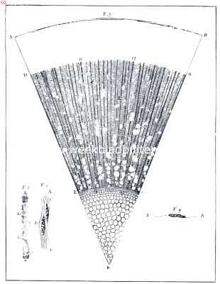 De bouw van het hout. Dwarsdoorsnede door een jong takje van een esch, naar Anthonie van Leeuwenhoek