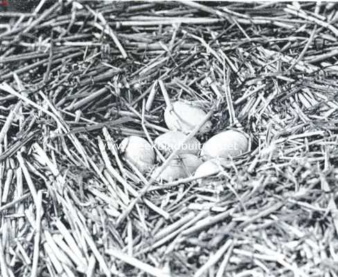 Het nest van een wilde zwaan, z stevig gebouwd dat het makkelijk een volwassen man dragen kan