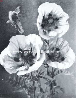 Onbekend, 1934, Onbekend, Papaver Orientale Mrs. Perry