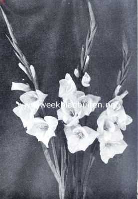 Gladiolus. Witte gladiolus