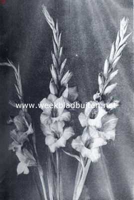 Gladiolus. Gladiolus The Queen