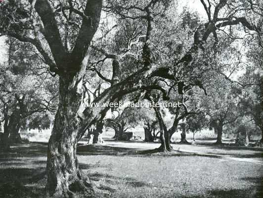 Frankrijk, 1934, Onbekend, Lentebloei aan de Rivira. Oude olijvenhof in de Alpes Maritimes