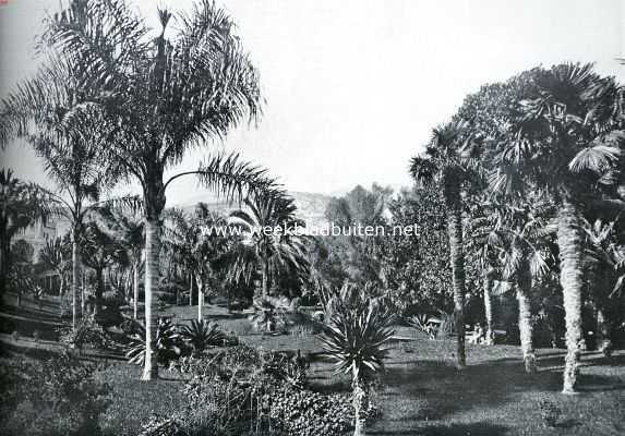 Frankrijk, 1934, Onbekend, Lentebloei aan de Rivira. Verdringers van de oorspronkelijke Rivira-flora. Chileensche cocos- en Australische waaierpalmen