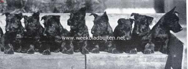 Nest Schotsche terriers, waarvan enkele zullen debuteeren op de Winnertentoonstelling op 7 en 8 April in het Rai-gebouw te Amsterdam (Eigenaar de heer J.A. Classen, Huizen (N.H.))
