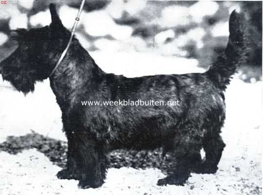 Onbekend, 1934, Onbekend, De negen maanden oude Schotsche terrier Alwin (Eigenares Mevr. G. Plat-Vincent te Zandvoort)