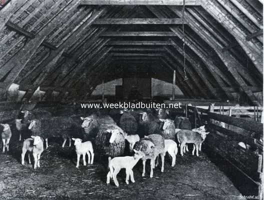 Nederland, 1934, Onbekend, Voorjaar in de schaapskooi