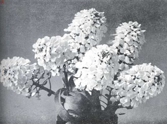 Onbekend, 1934, Onbekend, Iberis Coronaria Imperialis (Empress)  (Opname uit 