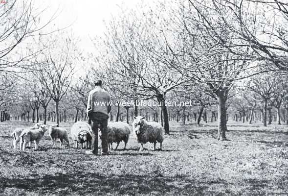 Gelderland, 1934, Onbekend, Tusschen twee rivieren. Paaschlammeren in den boomgaard