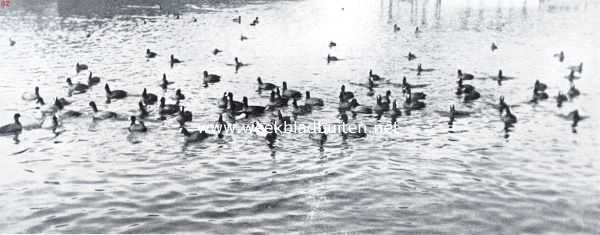 Onbekend, 1934, Onbekend, Meerkoeten, met in het midden een wilde eend en een kuifeend