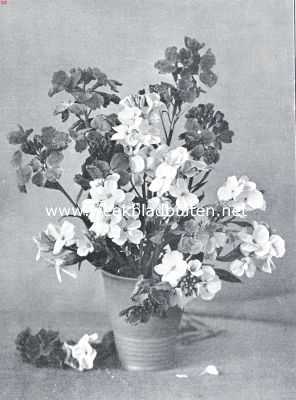 Onbekend, 1934, Onbekend, Eenjarige zaadbloemen voor den liefhebberstuin. Cheiranthus Cheiri (Opn. Uit 