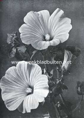 Eenjarige zaadbloemen voor den liefhebberstuin. Lavatera Trimestris Slendens (Opn. Uit 