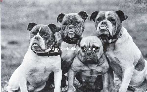 Onbekend, 1934, Onbekend, De bulldog. Een kwartet bulldoggen, dat er niet bepaald innemend uitziet