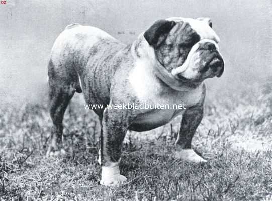 Onbekend, 1934, Onbekend, De bulldog. Kampioen My Lord Bill, eigenaar de heer Boscoe te Liverpool. Een ideale bulldog uit onzen tijd (Uit: 