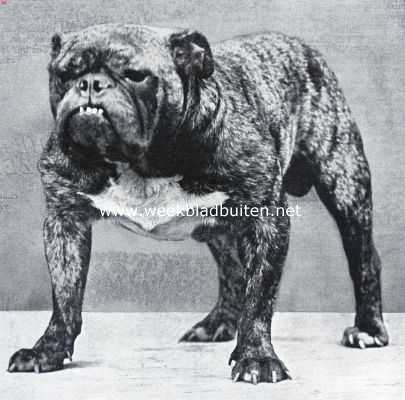 Onbekend, 1934, Onbekend, De bulldog. De beroemde kampioen Rodney Stone, de eerste der vier bulldoggen, die Engeland voor F 12.000 per stuk naar Amerika verkocht