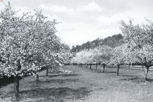 Tusschen twee rivieren. Een appelboomgaard in volle pracht