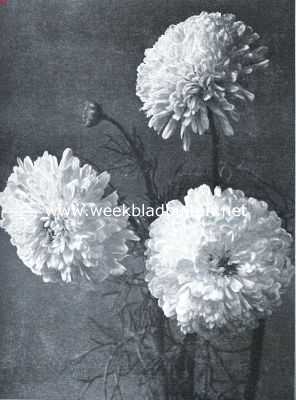 Chrysanthemum Inodorum Fl. Pl. (Bruidskleed) (Opn. Uit 