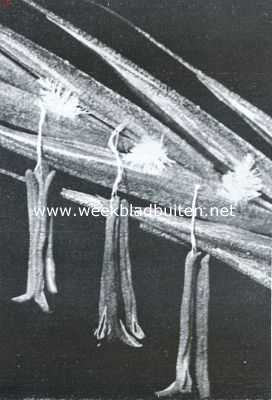 Onbekend, 1934, Onbekend, Over stuifmeel. Vergr. van de meeldraden (onderaan) en stempels (bovenaan) van de kropaar