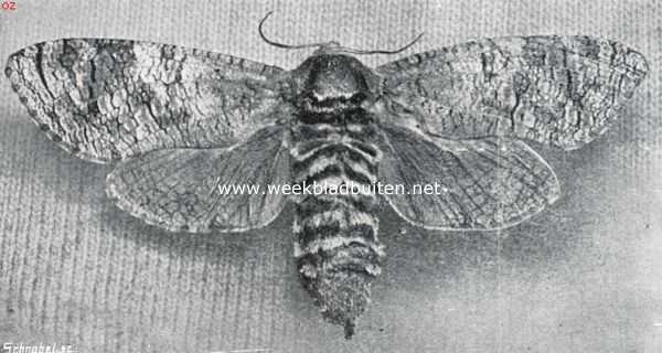 Onbekend, 1934, Onbekend, De vlinder van de wilgenhoutrups