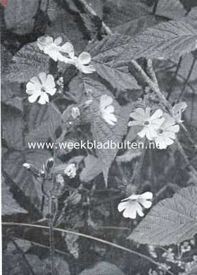 Nederland, 1934, Onbekend, Langs dijken en wegen in Mei. Dagkoekoeksbloem