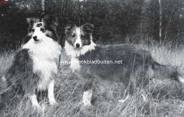 Onbekend, 1934, Onbekend, De Sheltie. Links kampioen Peabody Persimmon, die zeven kampioenschappen won onder zeven keurmeesters. Rechts Alan Beg of Clerwood, jeugdwinner 1934. Beide honden zijn eigendom van mej. N. Dickhoff te Hilversum