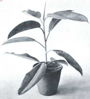 Ficus Elastica, een altijd groene kamerplant. Ficus Elastica als kamerplant