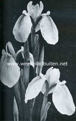 Onbekend, 1934, Onbekend, Irissen. Iris Laevigata Rose Queen