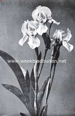 Irissen. Iris Pumila