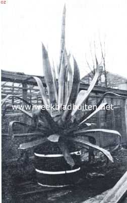 Noord-Holland, 1934, Koog aan de Zaan, Een honderdjarige agave met bloeistengel te Koog aan de Zaan