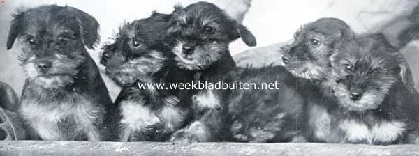 Onbekend, 1934, Onbekend, De dwergschnauzer. Nest schnauzers, acht weken oud, het gave ooren