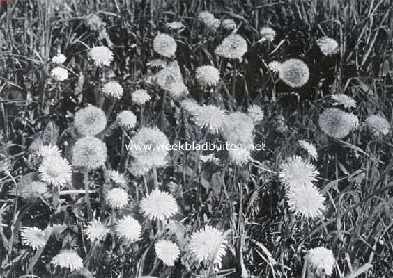 Onbekend, 1934, Onbekend, Lang dijken en wegen in Juni. Bloemen en pluisbollen van de paardebloem