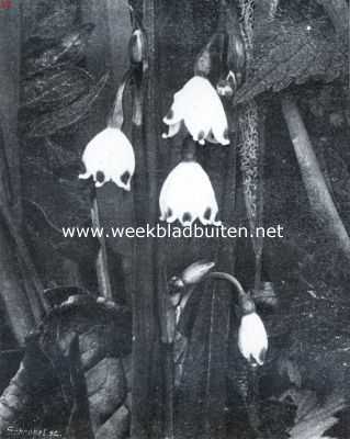 Onbekend, 1934, Onbekend, Lang dijken en wegen in Juni. Zomerklokje (Leucoium Aestivum). Gekweekt, verwilderd en nu wild?