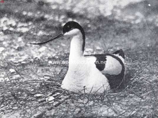 Onbekend, 1934, Onbekend, Op kluten uit. Kluut op het nest