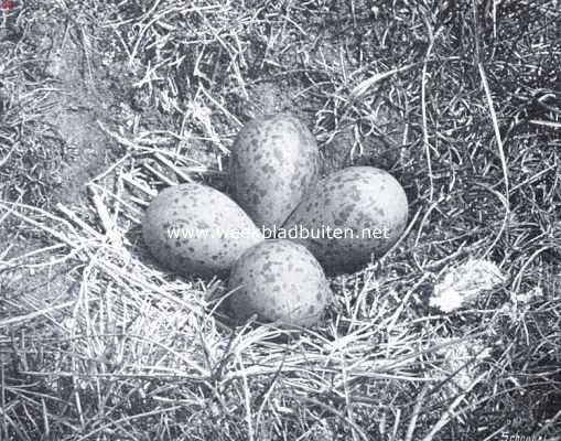 Onbekend, 1934, Onbekend, Op kluten uit. Nest met eieren van den kluut