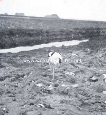 Noord-Holland, 1934, Onbekend, Op kluten uit. Kluut bij zijn nest op Texel