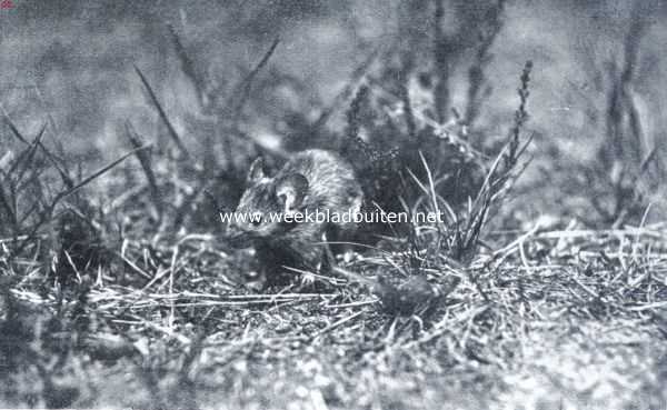 Onbekend, 1934, Onbekend, Ratten en muizen. Spiedende boschmuis