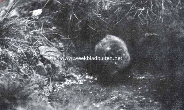 Onbekend, 1934, Onbekend, Ratten en muizen. Waterrat verlaat haar nest om zich te waterte begeven