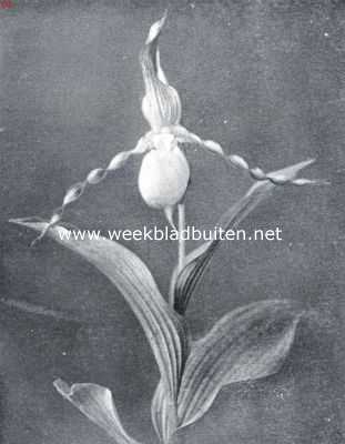 Onbekend, 1934, Onbekend, Orchideen voor den volle grond. Cypripeddum Calceolus
