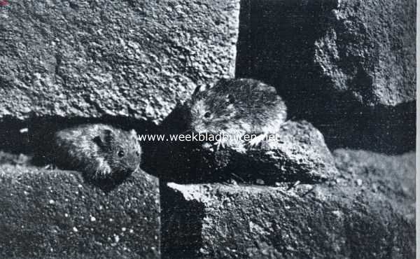 Onbekend, 1934, Onbekend, Ratten en muizen. Een paartje veldmuizen voor den ingang van hun hol in een muur