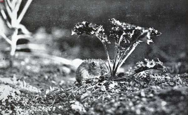Onbekend, 1934, Onbekend, Ratten en muizen. Veldmuis, op het punt om zich te goed te gaan doen aan een koolplantje