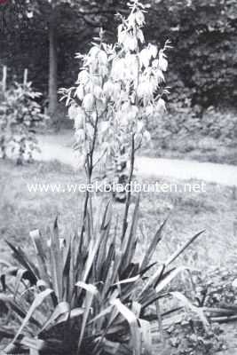 Onbekend, 1934, Onbekend, Yucca Flaccida