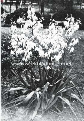 Onbekend, 1934, Onbekend, Yucca Filamentosa
