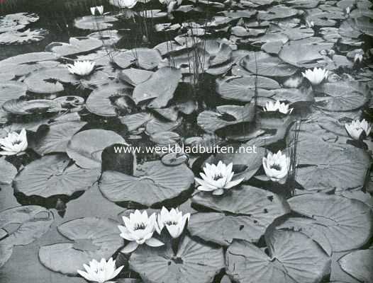 Water- en oeverplanten. Waterlelies, de mooiste tooi onzer binnenwateren