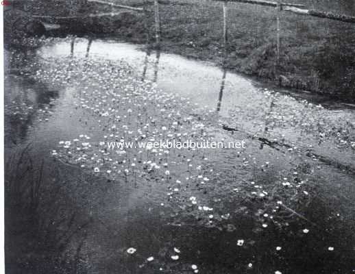 Onbekend, 1934, Onbekend, Water- en oeverplanten. Een slootje vol waterranonkels