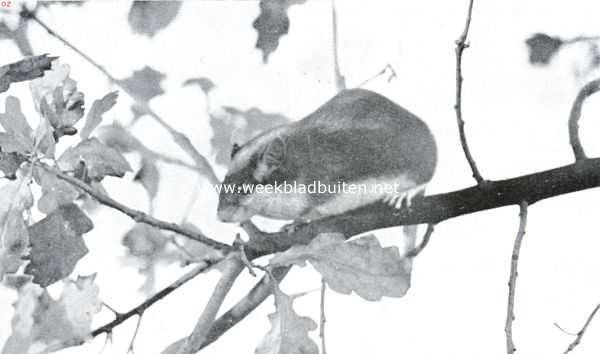 Onbekend, 1934, Onbekend, Ratten en muizen. Eikelmuis