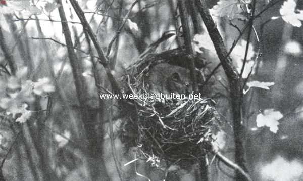 Onbekend, 1934, Onbekend, Ratten en muizen. Hazelmuis op haar nest